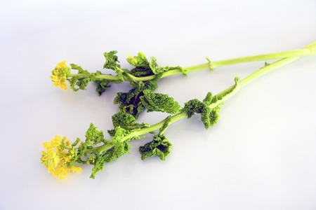 Rape blossomsの写真素材