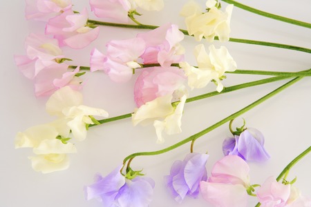 Pastel sweet peaの写真素材