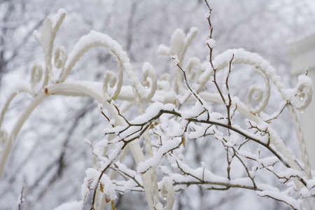Garden arch snow Furitsumotsuの写真素材