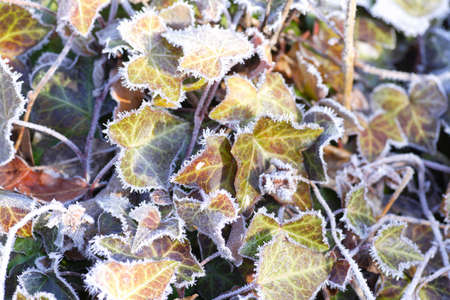 Frosty Ivyの写真素材