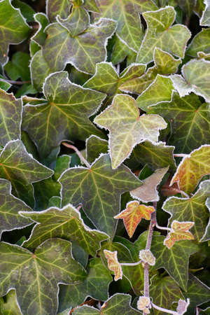 Frosty Ivyの写真素材