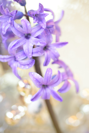 Carrying a SOAP holder hyacinth flowersの写真素材