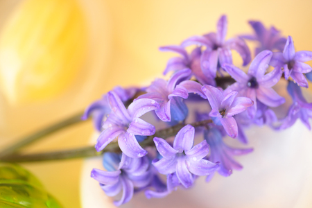 Carrying a SOAP holder hyacinth flowersの写真素材