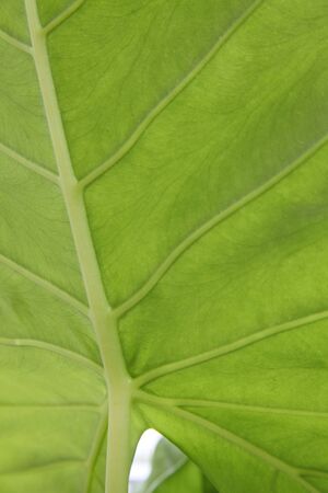 Alocasia leaves