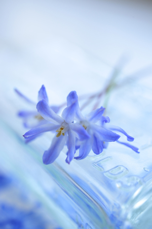 Glass jars with blue flowers chyonodogusaの写真素材