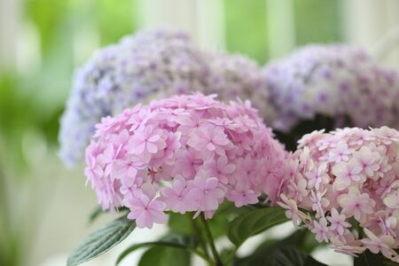 Hydrangea Garden Roomの写真素材