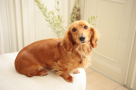 Miniature Dachshund sitting on the couchの写真素材