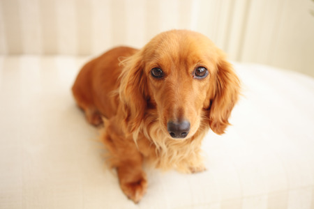 Miniature Dachshund sitting on the couchの写真素材