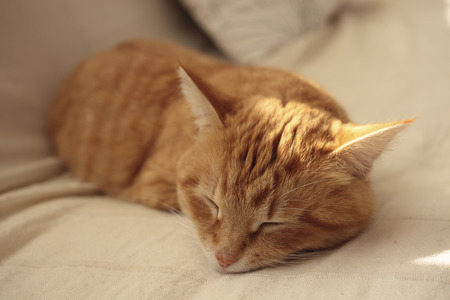 Pussy on the sofaの写真素材