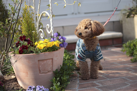 Toy poodle clothes to walk in your gardenの写真素材