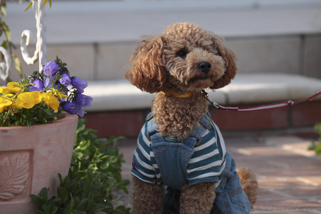 Toy poodle clothes to walk in your garden