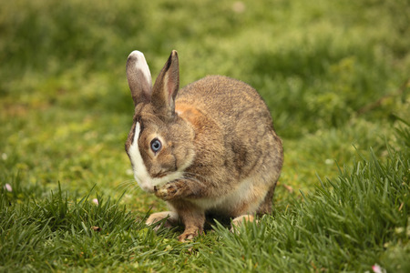 The rabbit gardenの写真素材