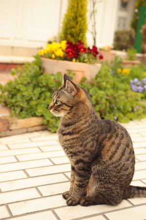 Cat to walk in your gardenの写真素材