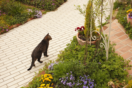 Cat to walk in your gardenの写真素材