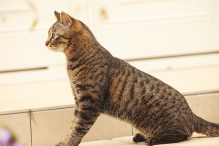 Cat to walk in your gardenの写真素材