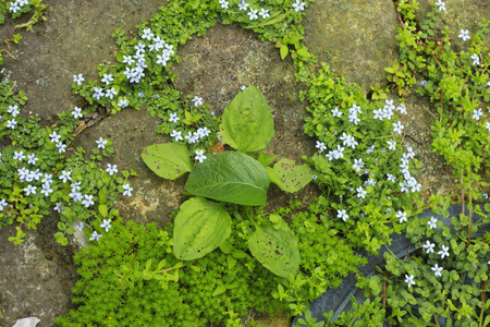 Veronica persica decorate the garden covered with bricks.の写真素材