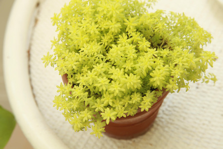 Foliage plantsの写真素材