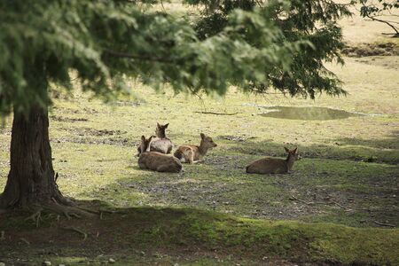 Todai-ji Temple auditorium markの写真素材
