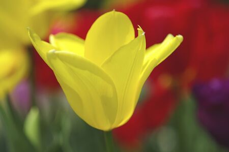 Tulipの写真素材