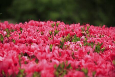 Satsukiの写真素材