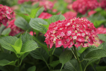 Hydrangea