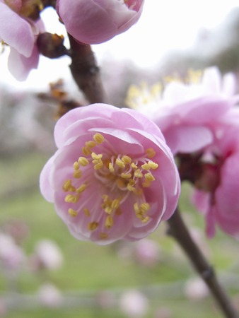 Plum blossomの写真素材