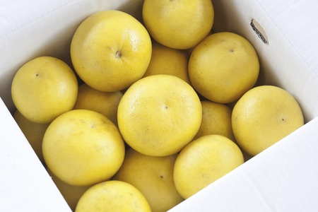 Pomelo that entered the box of cardboardの写真素材