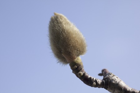 Up of bud of Yulanの写真素材