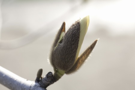 Up of bud of Yulan