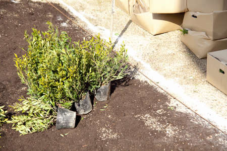 Park plants plantingの写真素材