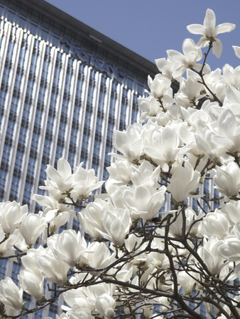 Yulan blooming in business districtの写真素材