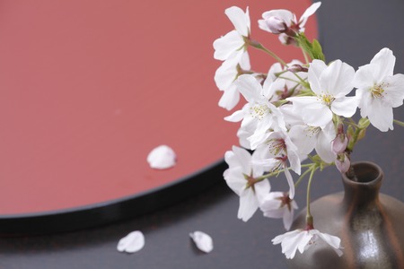 Cherry blossoms and Bonの写真素材