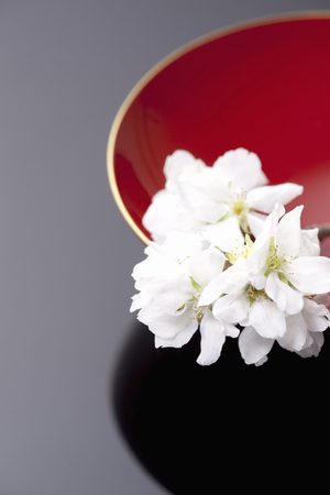 Cherry blossoms and cupの写真素材
