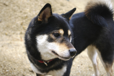 Shiba Inuの写真素材