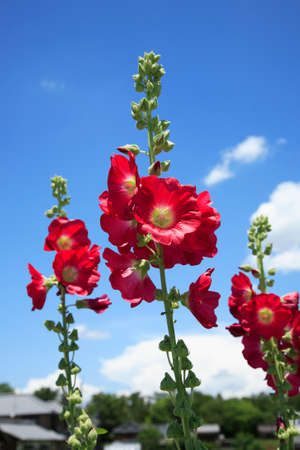 Althaea roseaの写真素材