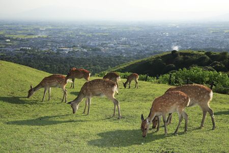 Deer mount wakakusaの写真素材