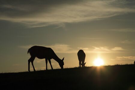 Deer mount wakakusaの写真素材