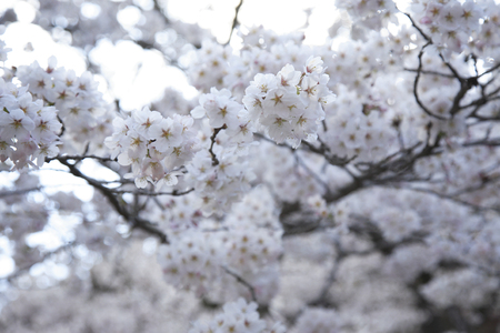 Cherryの写真素材