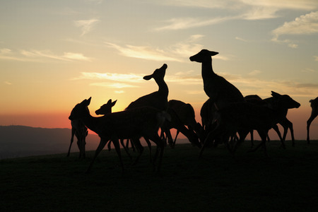 Dusk of deerの写真素材