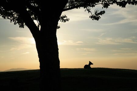 Dusk of deerの写真素材