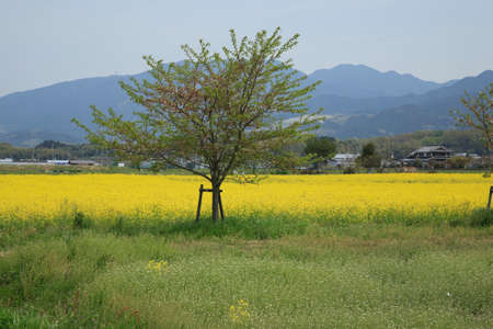Rape field of Fujiwara Kyoatoの写真素材