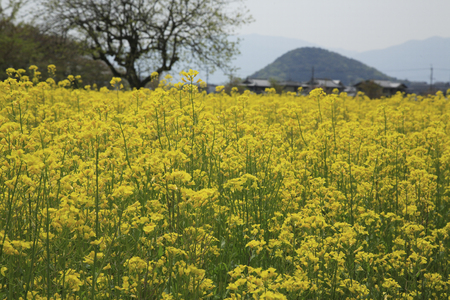 Rape field of Fujiwara Kyoatoの写真素材