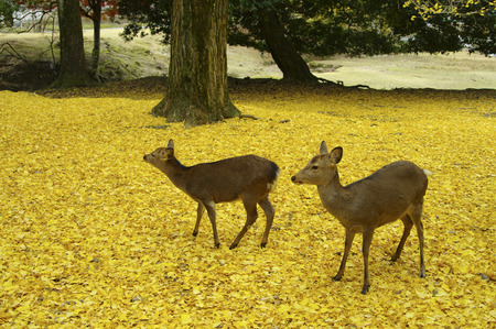 Ginkgo carpet and deerの写真素材