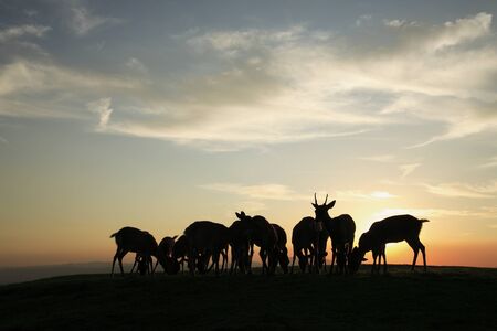 Deer mount wakakusaの写真素材