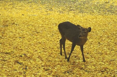 Ginkgo carpet and deerの写真素材
