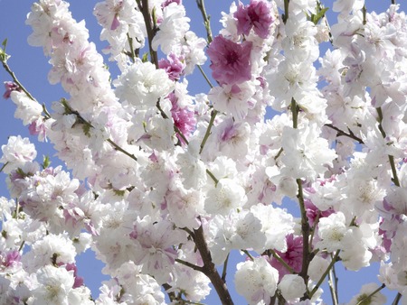 Up of peach flowersの写真素材