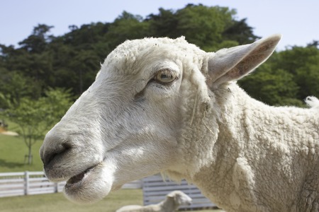Up of sheep faceの写真素材