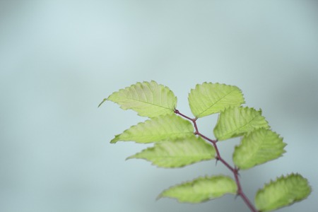 The leavesの写真素材