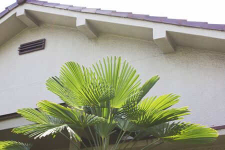 Doorstep of Kannon bamboo house
