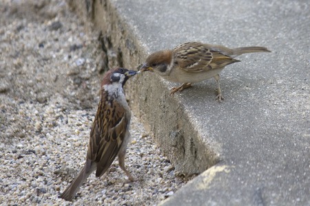 Parent sparrows feed the child sparrowの写真素材